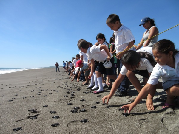 Students release hatchlings